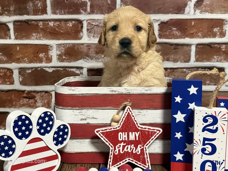 Girl3a – Golden Retriever puppy for sale in Cecilia, KY