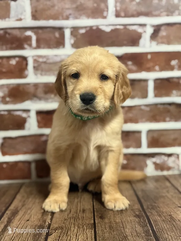 Green collar – Golden Retriever puppy for sale in Cecilia, KY