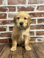 Green collar, a male Golden Retriever for sale in Cecilia, KY – 1 of 4
