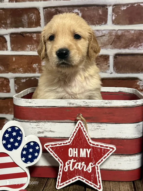 Boy4a – Golden Retriever puppy for sale in Cecilia, KY