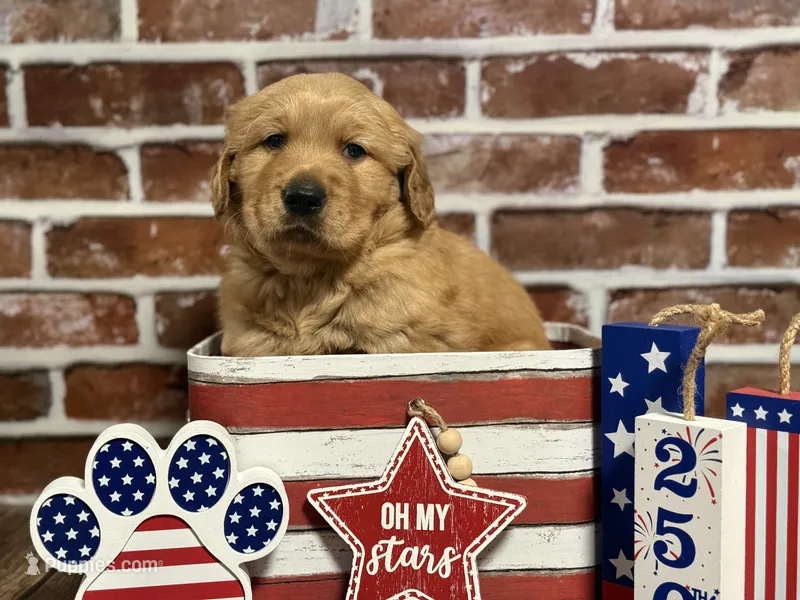 Boy2 – Golden Retriever puppy for sale in Cecilia, KY