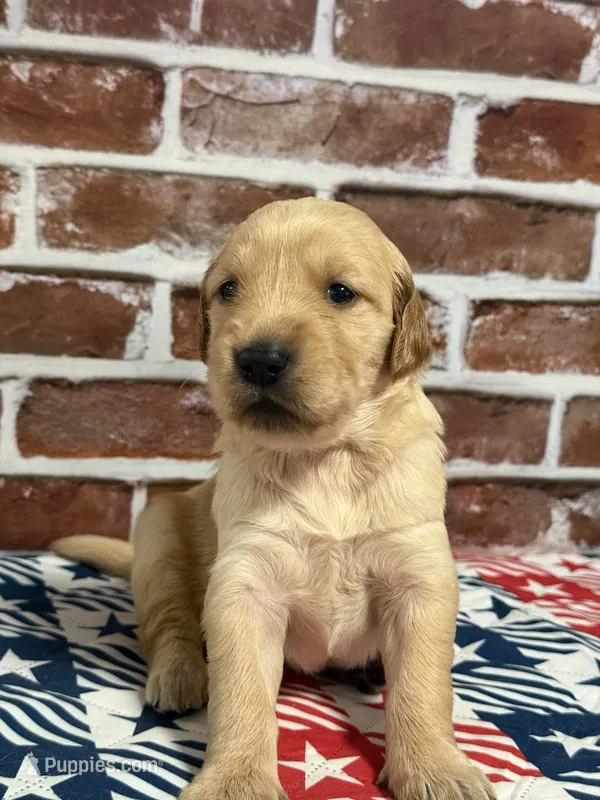 Girl3a – Golden Retriever puppy for sale in Cecilia, KY