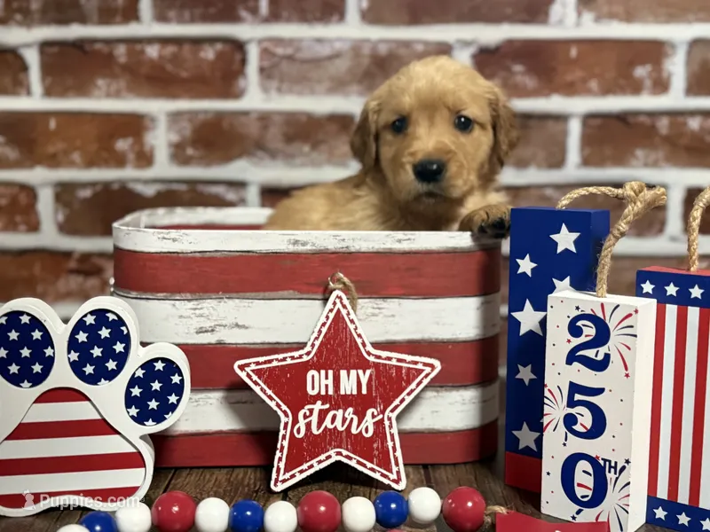Girl4a – Golden Retriever puppy for sale in Cecilia, KY