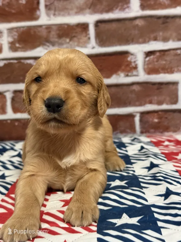 Boy9a – Golden Retriever puppy for sale in Cecilia, KY