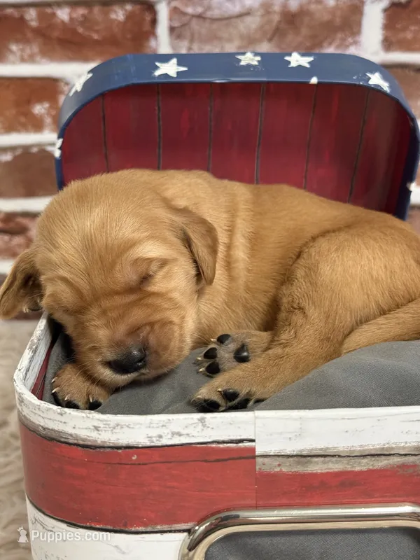Girl2a – Golden Retriever puppy for sale in Cecilia, KY