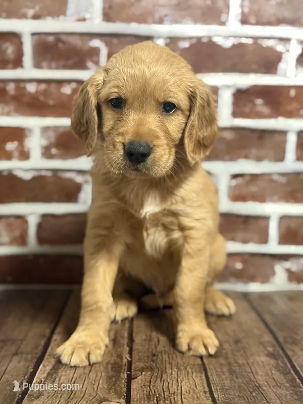 Purple collar – Golden Retriever puppy for sale in Cecilia, KY