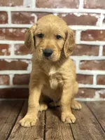 Purple collar, a male Golden Retriever for sale in Cecilia, KY – 1 of 3