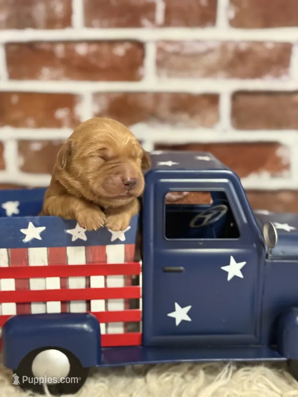 Girl3 – Golden Retriever puppy for sale in Cecilia, KY
