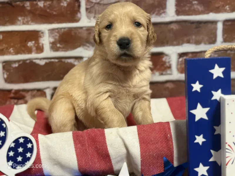 Boy3a – Golden Retriever puppy for sale in Cecilia, KY