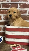 Purple collar, a male Golden Retriever for sale in Cecilia, KY – 3 of 3