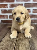 Yellow collar, a female Golden Retriever for sale in Cecilia, KY – 2 of 4