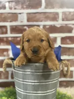 Ginger boy, a male Golden Retriever for sale in Cecilia, KY – Photo 2 of 3