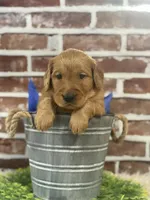 Ginger boy, a male Golden Retriever for sale in Cecilia, KY – Photo 1 of 3