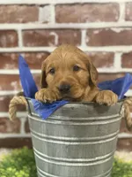 Ginger boy, a male Golden Retriever for sale in Cecilia, KY – Photo 3 of 3