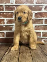 Aqua collar , a female Golden Retriever for sale in Cecilia, KY – 2 of 4