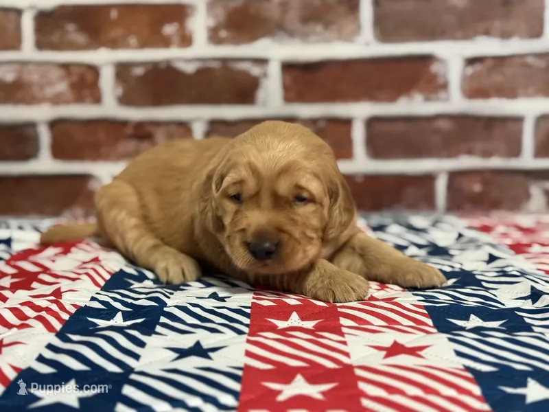 Girl2 – Golden Retriever puppy for sale in Cecilia, KY