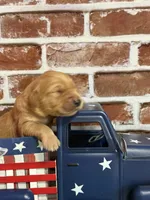 Boy9a, a male Golden Retriever for sale in Cecilia, KY – 2 of 2
