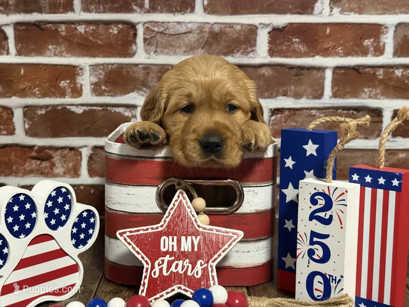 Girl1 – Golden Retriever puppy for sale in Cecilia, KY