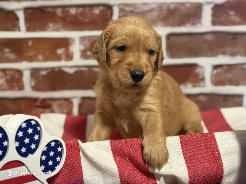 Boy8a – Golden Retriever puppy for sale in Cecilia, KY