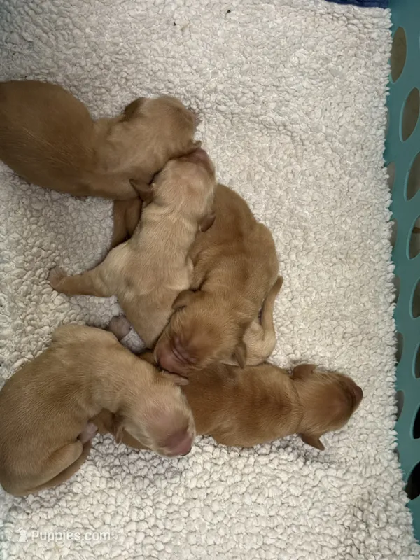 Girls – Golden Retriever puppy for sale in Cecilia, KY