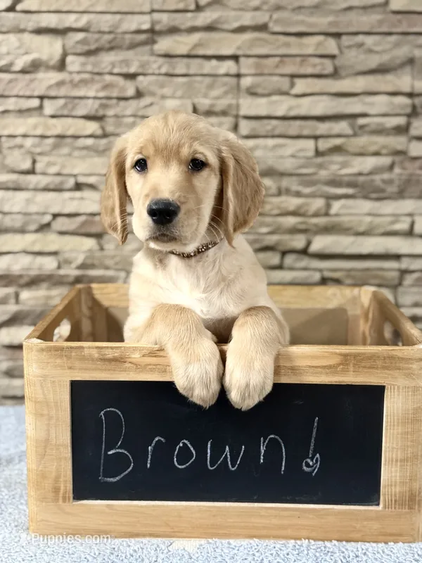 Brown collar – Golden Retriever puppy for sale in Cecilia, KY