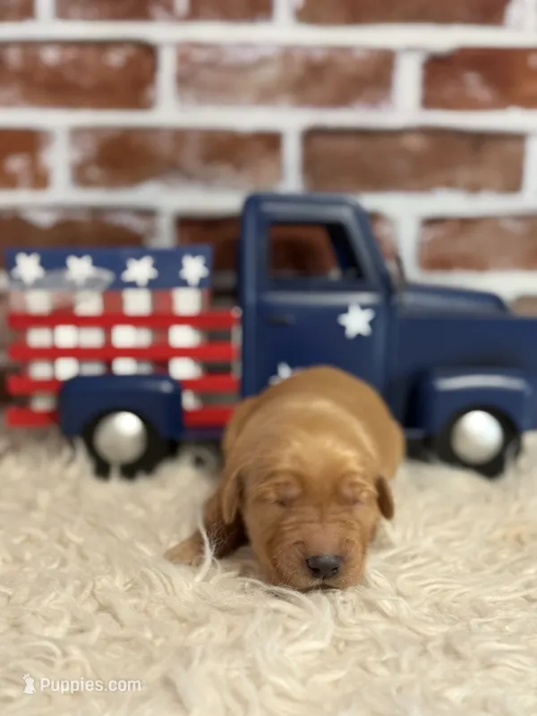 Girl2a – Golden Retriever puppy for sale in Cecilia, KY