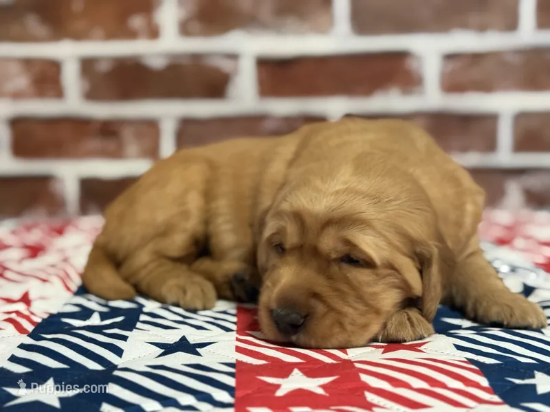 Girl3 – Golden Retriever puppy for sale in Cecilia, KY