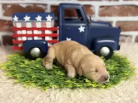 Boy1a, a male Golden Retriever for sale in Cecilia, KY – 2 of 2