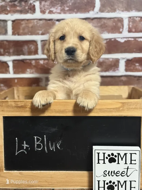 Light blue collar – Golden Retriever puppy for sale in Cecilia, KY