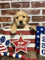 Green collar, a male Golden Retriever for sale in Cecilia, KY – 4 of 4