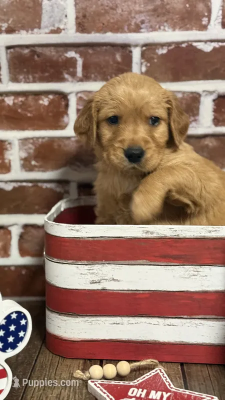 Boy8a – Golden Retriever puppy for sale in Cecilia, KY