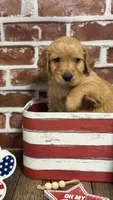 Purple collar, a male Golden Retriever for sale in Cecilia, KY – 2 of 3