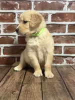 Lime collar, a male Golden Retriever for sale in Cecilia, KY – 2 of 4