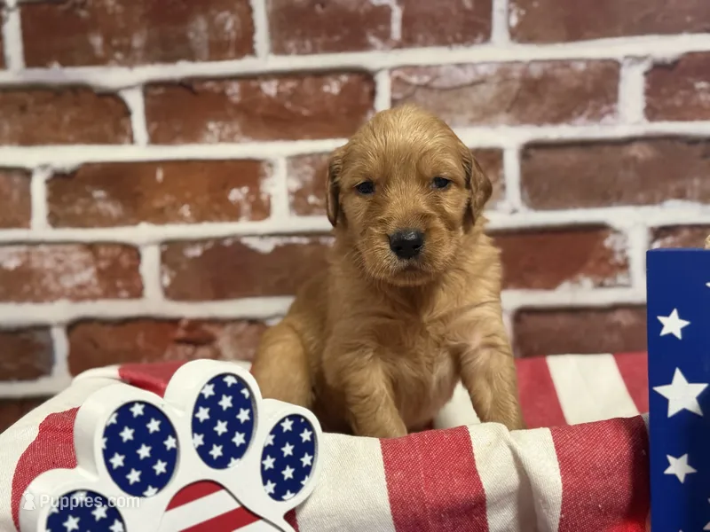 Boy7a – Golden Retriever puppy for sale in Cecilia, KY