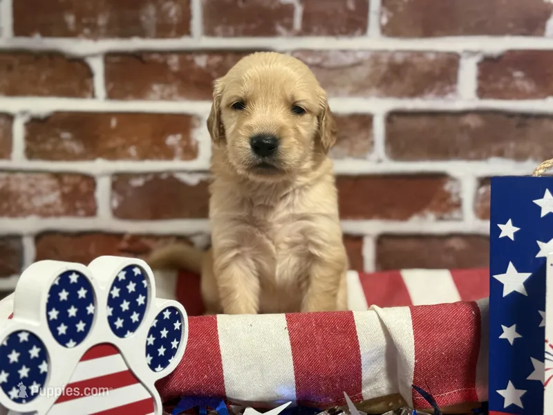 Boy6a – Golden Retriever puppy for sale in Cecilia, KY