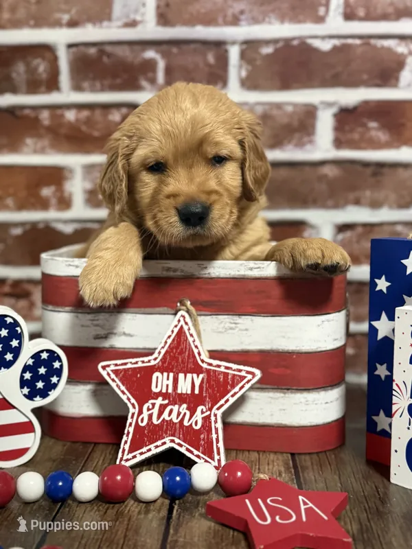 Boy7a – Golden Retriever puppy for sale in Cecilia, KY
