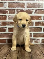 Blue collar, a male Golden Retriever for sale in Cecilia, KY – 3 of 3