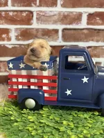 Girl5a, a female Golden Retriever for sale in Cecilia, KY – 2 of 2