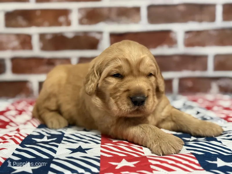 Boy 1 – Golden Retriever puppy for sale in Cecilia, KY