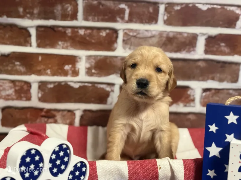 Boy4a – Golden Retriever puppy for sale in Cecilia, KY