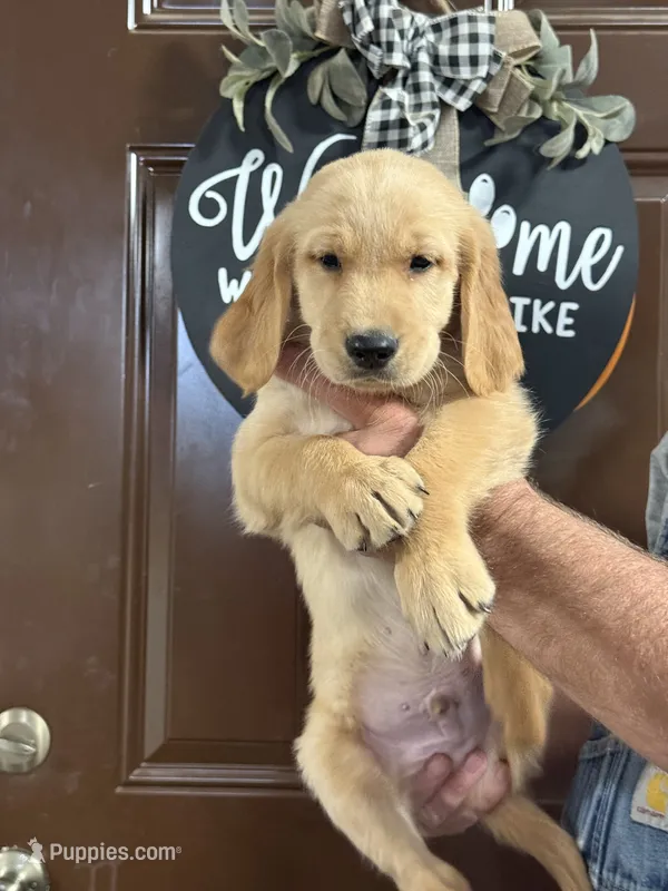 Green collar – Golden Retriever puppy for sale in Cecilia, KY