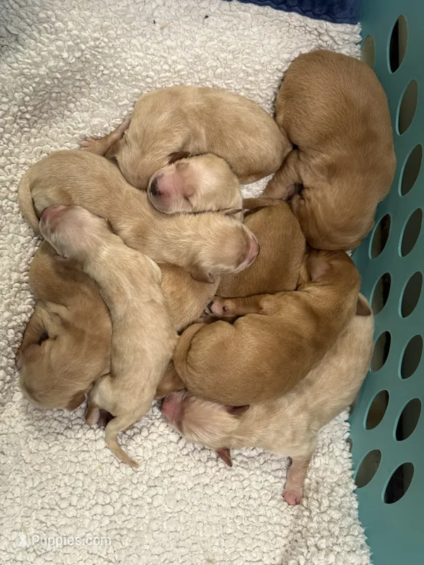 Males – Golden Retriever puppy for sale in Cecilia, KY