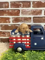 Girl3a, a female Golden Retriever for sale in Cecilia, KY – 2 of 2