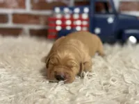 Boy9a, a male Golden Retriever for sale in Cecilia, KY – 1 of 2
