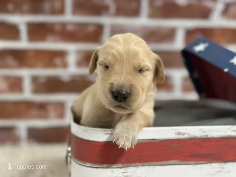 Boy6a – Golden Retriever puppy for sale in Cecilia, KY