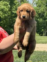 Orange collar, a female Golden Retriever for sale in Cecilia, KY – Photo 3 of 3