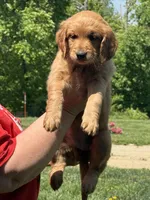 Orange collar, a female Golden Retriever for sale in Cecilia, KY – Photo 2 of 3