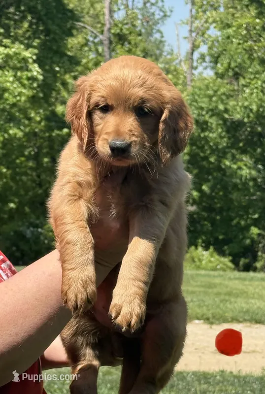 Orange collar, a female Golden Retriever for sale in Cecilia, KY – Photo 1 of 3