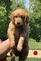 Orange collar, a female Golden Retriever for sale in Cecilia, KY – Photo 1 of 3
