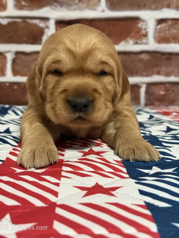 Girl1 – Golden Retriever puppy for sale in Cecilia, KY